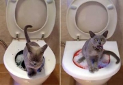 cattoilet.jpg